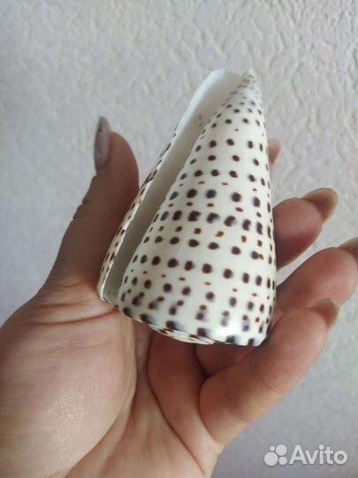 Морские ракушки раковины