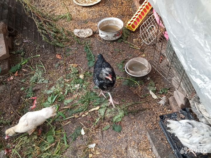 Куры. несушки