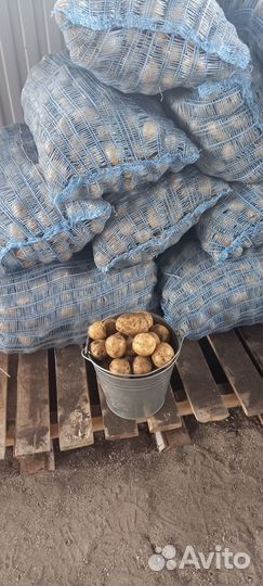 Продам картофель деревенский. Есть и мелкий 5 р
