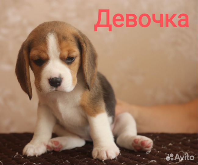 Щенки бигль август 2023