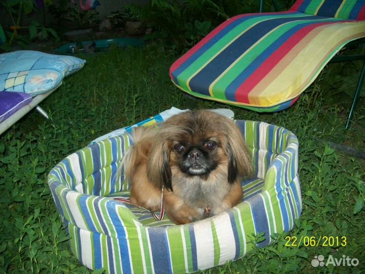 Гостиница для Собак и Кошек г. Белгород