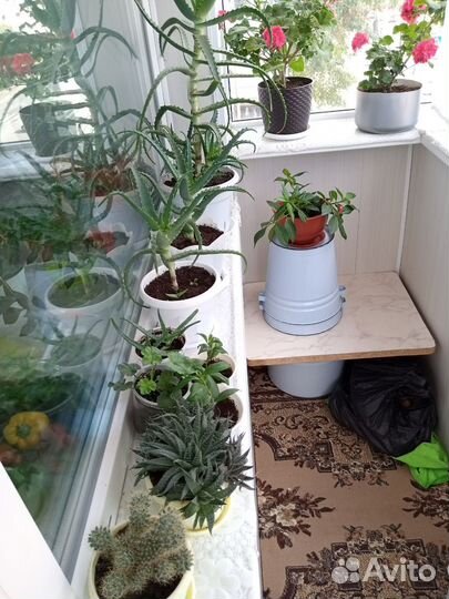 Герани и пеларгонии