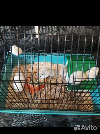 Клетка для хомяка