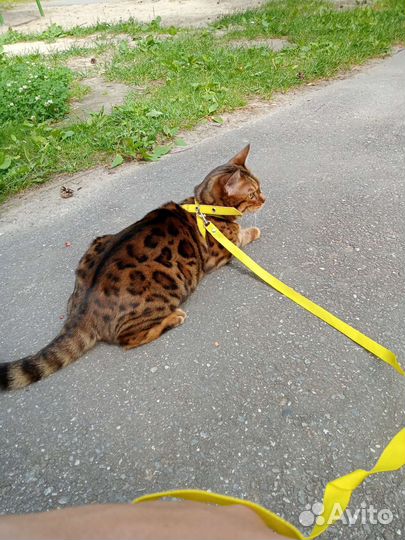 Бенгальская кошка