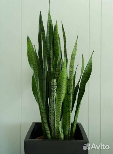 Сансевиерия и Алоэ