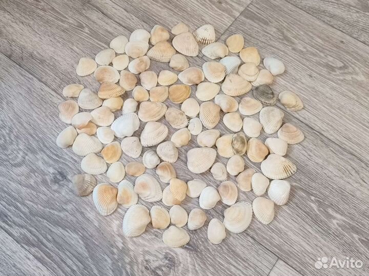 Морские ракушки раковины