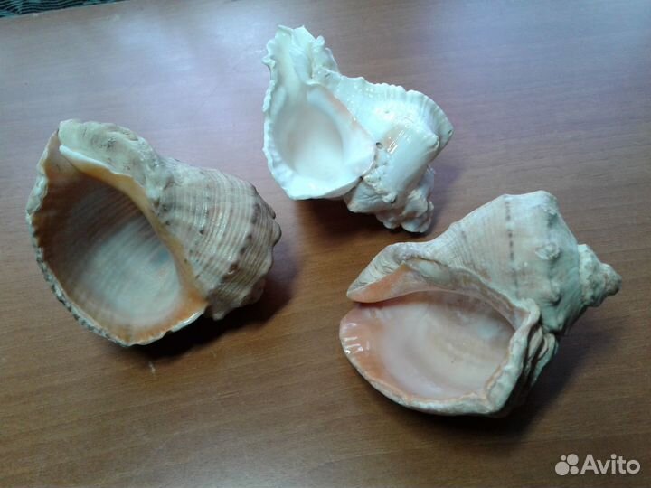 Раковина морская большая