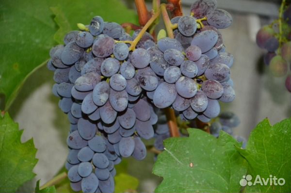 Саженцы винограда к-ш юпитер и другие
