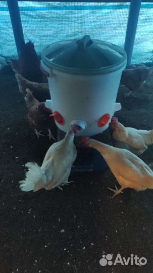 Автокормушки и авто поилки для кур