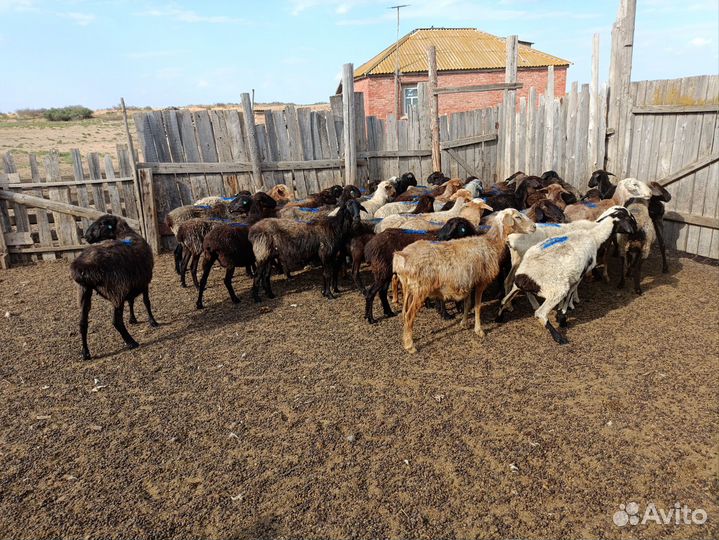 Овцы, бараны, ягнята