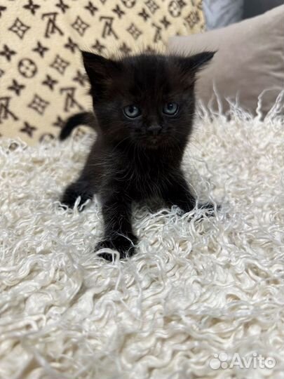 Котята 1мес