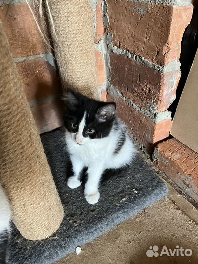 Котята в добрые руки даром девочка