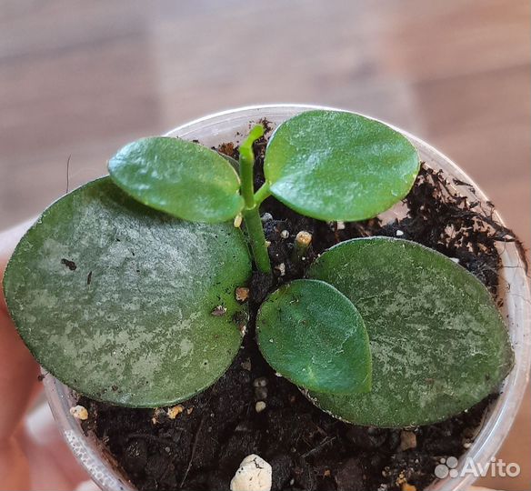 Хойи и дисхидии