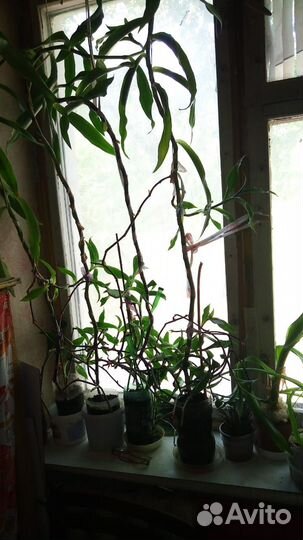 Золотой ус лечебный