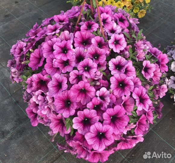 Подвесные кашпо с петунией