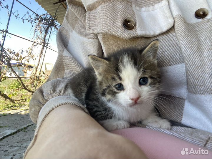 Котик бесплатно