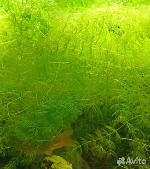 Растения в аквариум живые