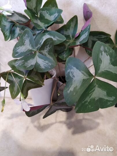 Кислица оксалис