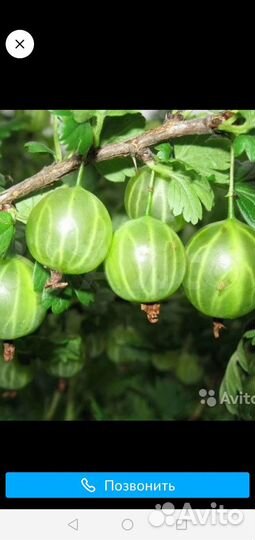 Саженцы клубники, крыжовника, смородины, вишни