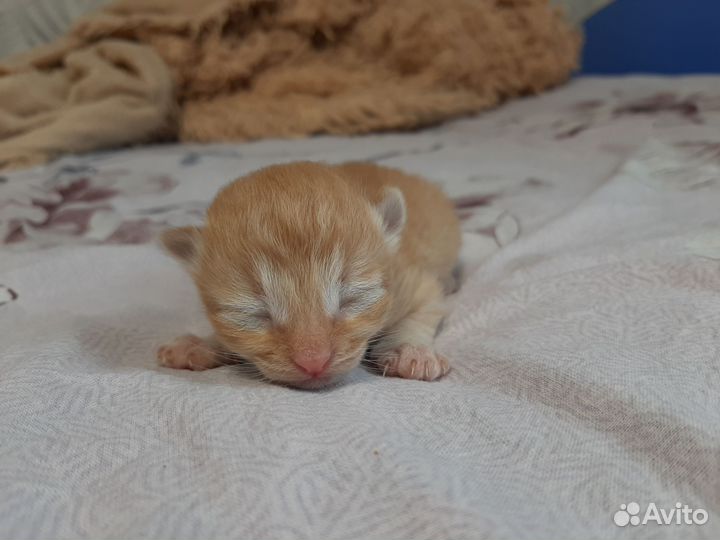 Котенок мальчик рыжий