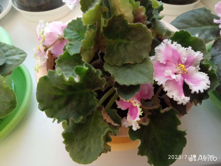 Фиалки сортовые