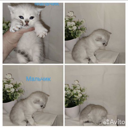 Шотландский кот на вязку