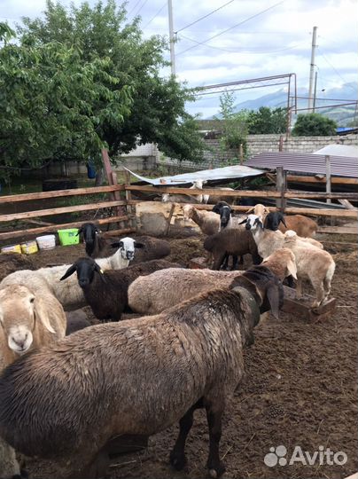 Овцы эдильбаевской породы