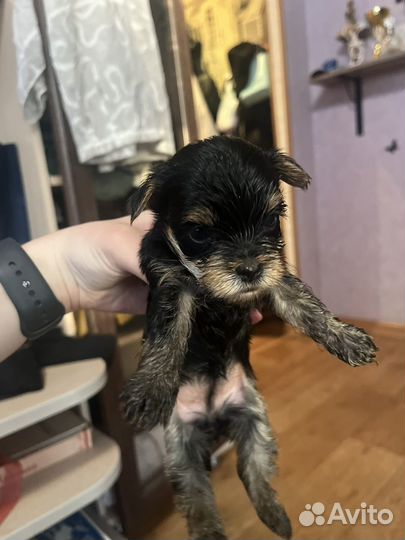 Йоркширский терьер