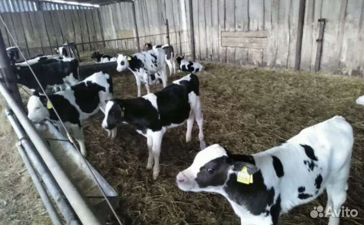 Телята бычки