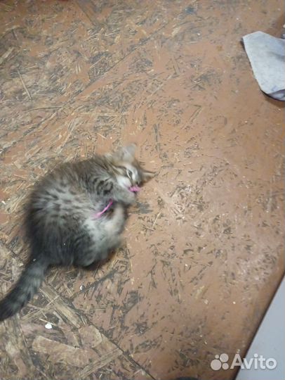 Кошки в добрые руки бесплатно