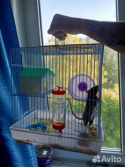 Декоративная крыса с клеткой