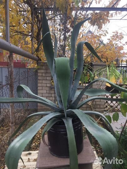 Цветок Агава