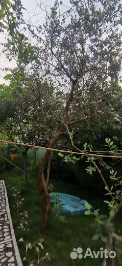 Фейхоа и мушмула