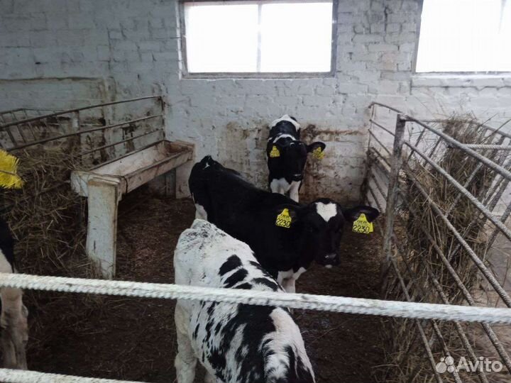 Бычки мясного направления, телки на племя