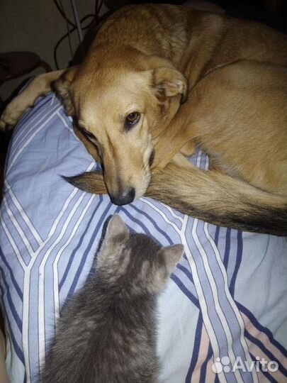 Выгул собак, Передержка грызунов, птиц, уход за ж