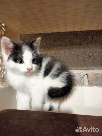Котенок в добрые руки