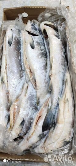 Кижуч свежемороженный, потрашённый