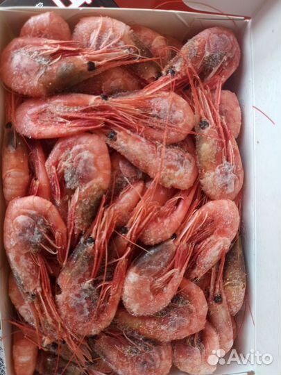 Креветка Северная