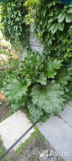Ревень стебли/корень/рассада
