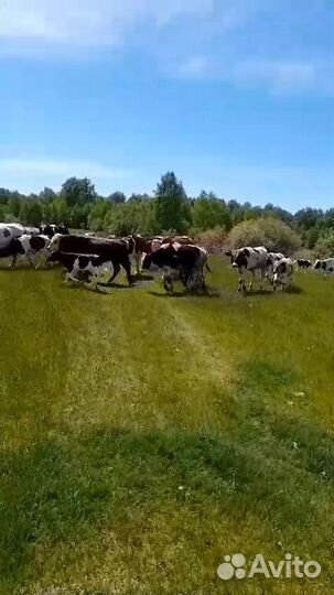 Продажа корова, бык, теленок