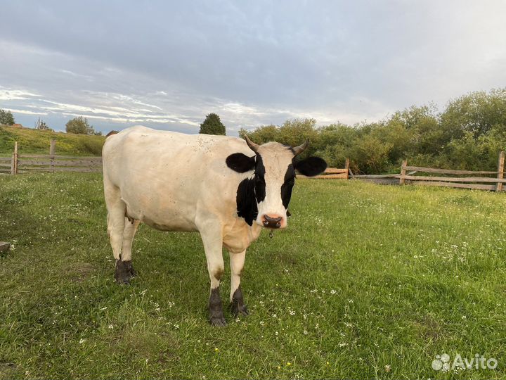 Телка стельная