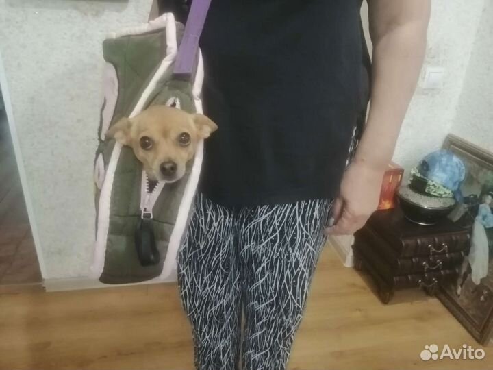 Сумка переноска для собак