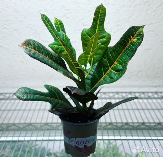 Кротон большие листья микс Croton big leaves mix 3
