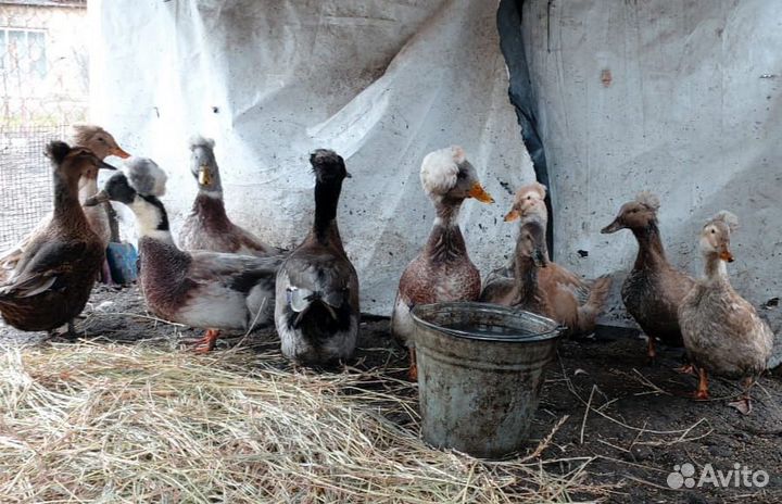 Утка Русская хохлатая