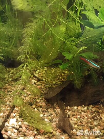 Аквариумные растения прополка