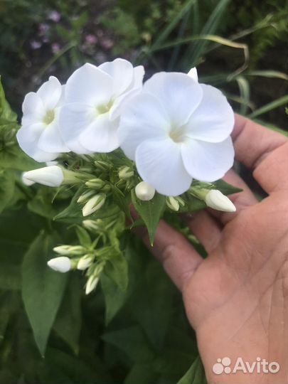 Флоксы сорт