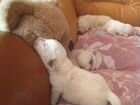 Собаки щенки лабрадор объявление продам