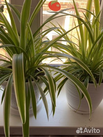 Хлорофитум