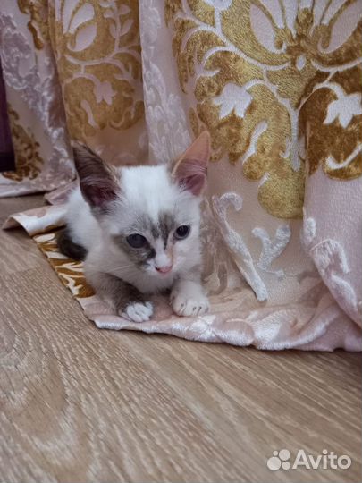Кошечка в добрые руки