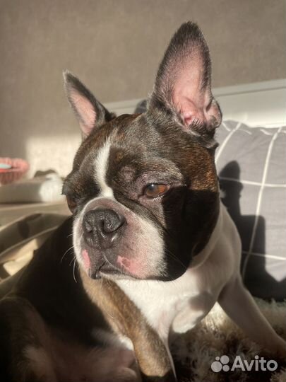 Передержка собак